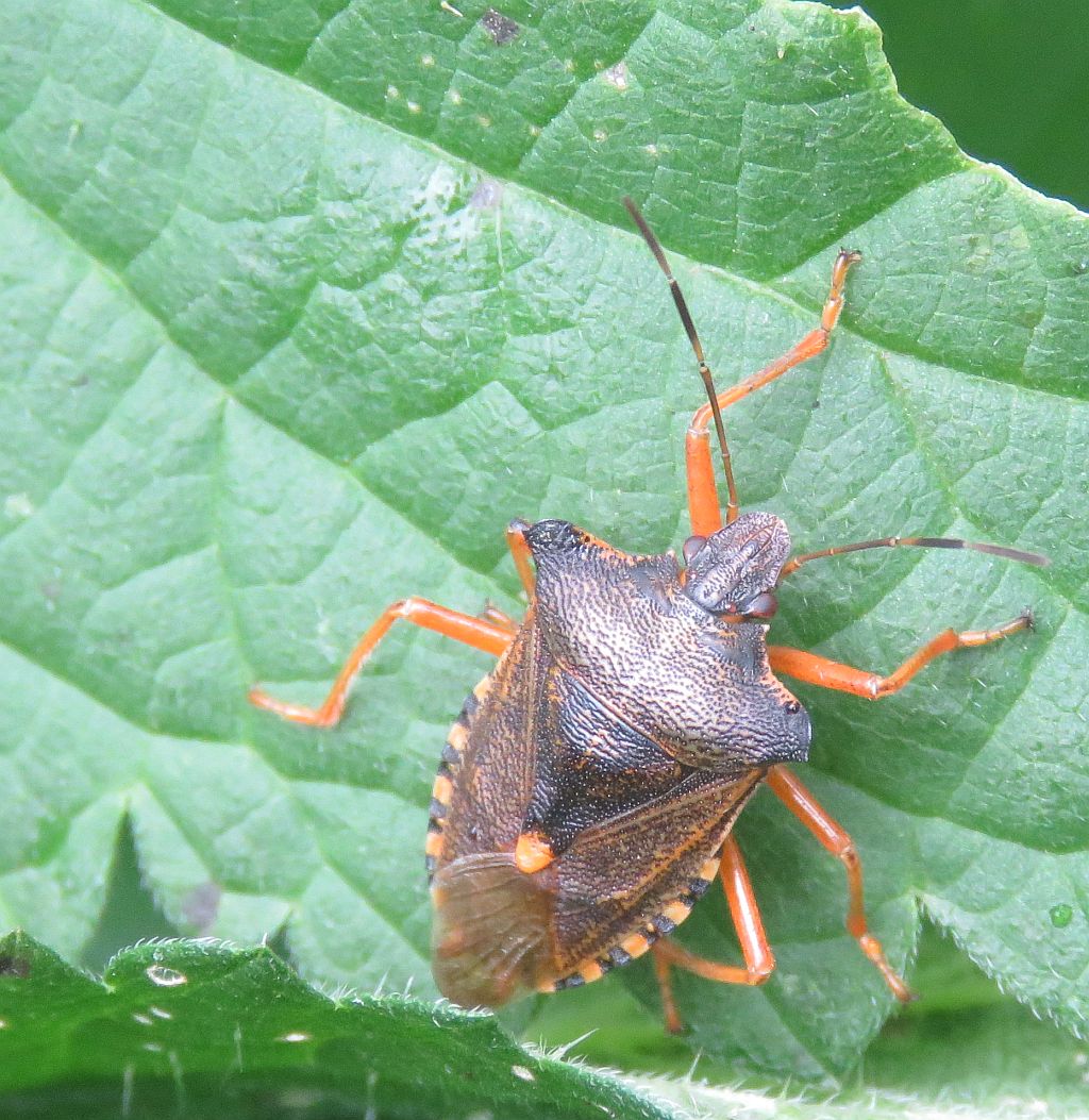  Red-legged Shieldbug